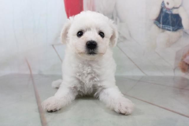 ビション フリーゼの子犬 メス アニマルケアセンター大宮 ペットショップcoo Riku