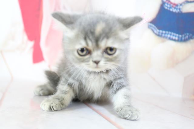 鳥取県のエキゾチック (Coo&RIKUラ・ムー鳥取東店/2021年6月26日生まれ/女の子/ブルーパッチドタビーホワイト)の子猫