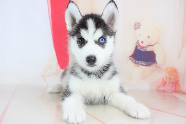 シベリアンハスキーの子犬一覧 ペットショップcoo Riku シベリアンハスキーの子犬一覧 ペットショップcoo Riku