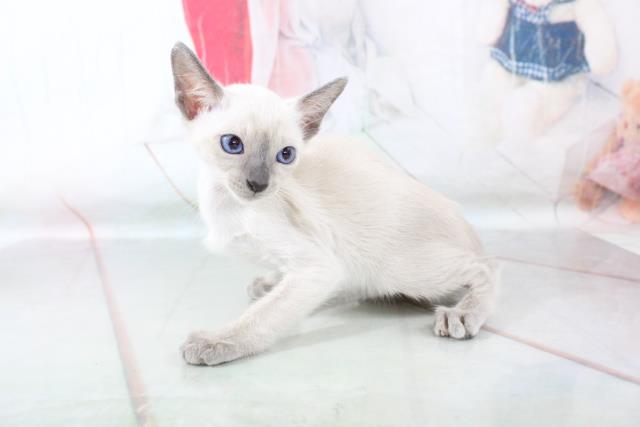 シャムの子猫一覧 ペットショップcoo Riku