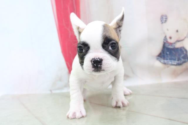 フレンチブルドッグの子犬 メス 長野店 ペットショップcoo Riku
