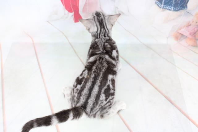 ワンちゃん・ネコちゃん(子犬・子猫)検索結果  ペットショップCoo＆RIKU