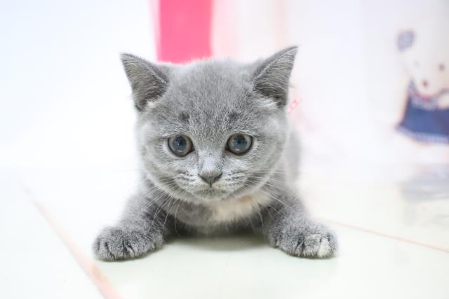 鹿児島県のブリティッシュショートヘアー (Coo&RIKU鹿児島店/2021年6月21日生まれ/女の子/ブルークリーム)の子猫