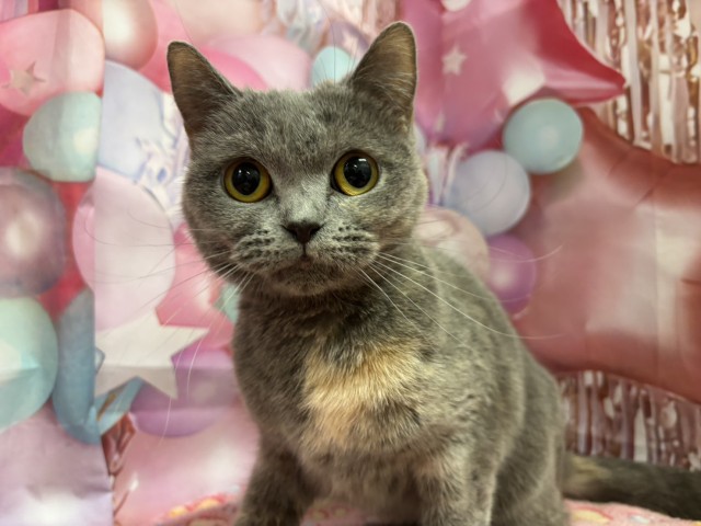 ブリティッシュショートヘアー