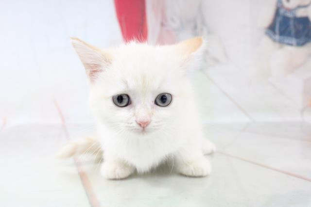 マンチカンの子猫 メス 武蔵小山店 ペットショップcoo Riku