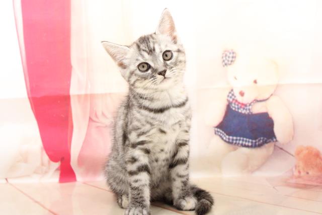 千葉県のマンチカン (Coo&RIKU東船橋店/2021年7月2日生まれ/女の子/シルバータビー)の子猫