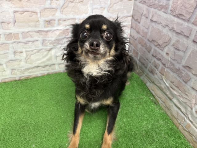 チワワ(ロングコート)