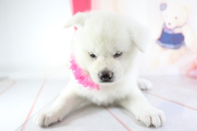 秋田犬の子犬 メス 大分店 ペットショップcoo Riku 秋田犬の子犬 メス 大分店 ペットショップcoo Riku