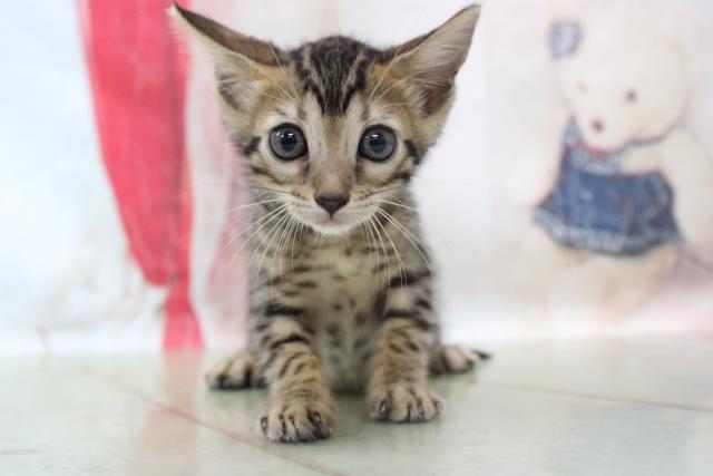 ペットショップCoo＆RIKU  ベンガル