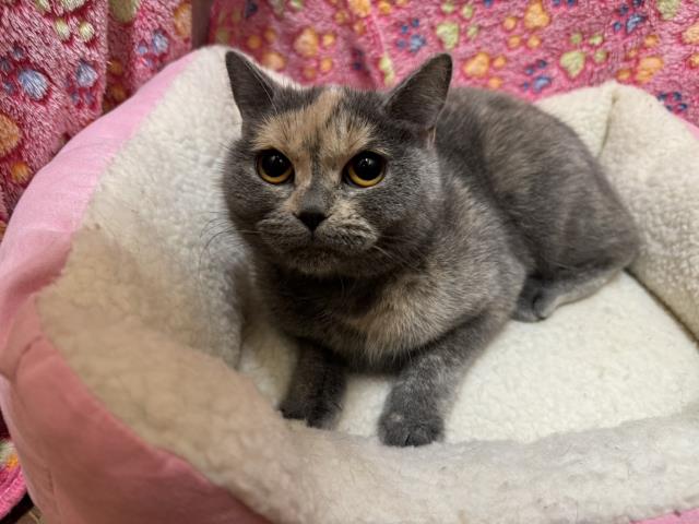 ブリティッシュショートヘアー