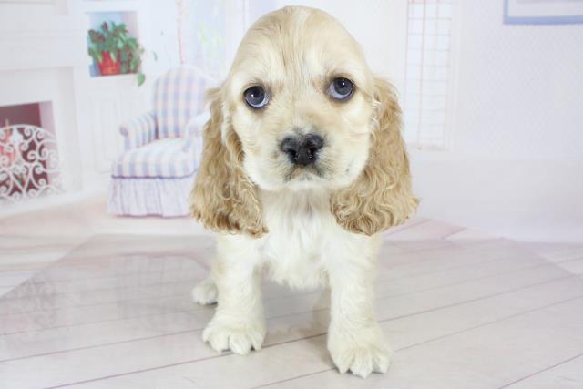 アメリカン コッカースパニエル ペットショップcoo Riku