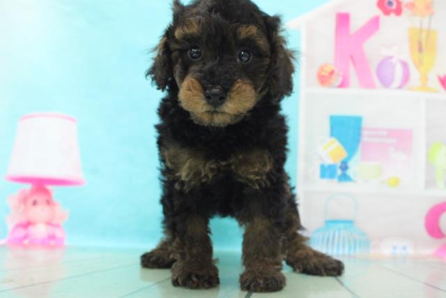 ミディアムプードルの子犬 オス 江の島店 ペットショップcoo Riku