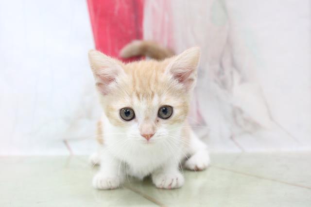 ワンちゃん ネコちゃん 子犬 子猫 検索結果 ペットショップcoo Riku