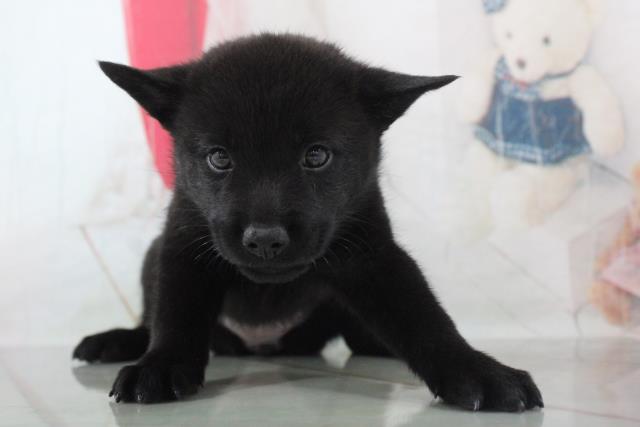 甲斐犬の子犬一覧 ペットショップcoo Riku 甲斐犬の子犬一覧 ペットショップcoo Riku