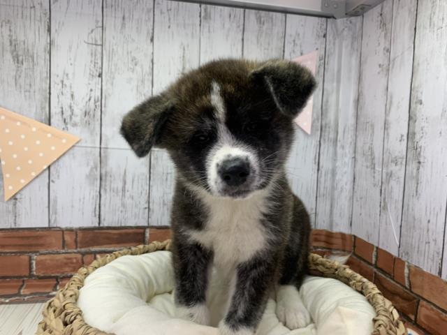 秋田犬の子犬 メス 札幌東店 ペットショップcoo Riku 秋田犬の子犬 メス 札幌東店 ペットショップcoo Riku