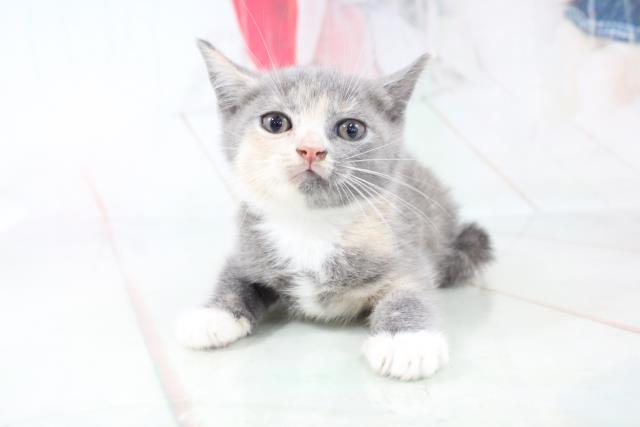 沖縄県のブリティッシュショートヘアー (Coo&RIKU沖縄浦添店/2021年7月17日生まれ/女の子/ダイリュートキャリコ)の子猫