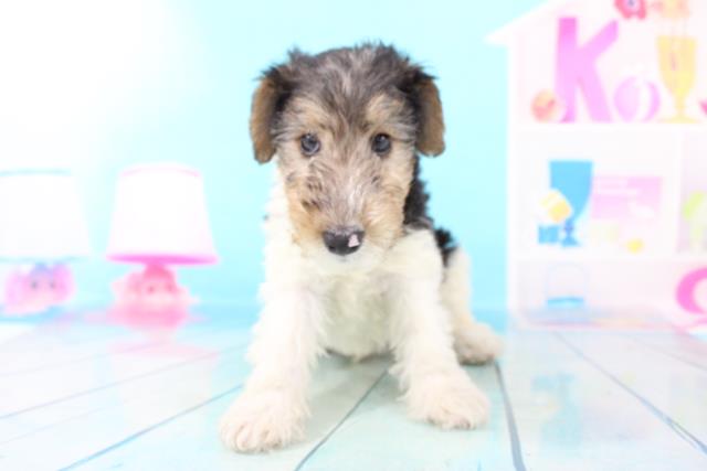 ワイアーフォックス テリアの子犬一覧 ペットショップcoo Riku