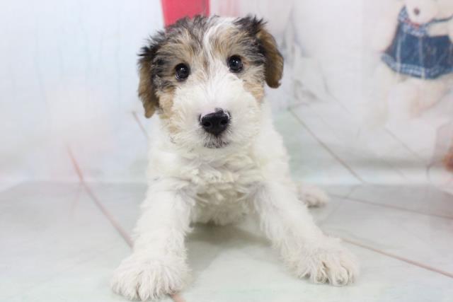 ワイアーフォックス テリアの子犬一覧 ペットショップcoo Riku