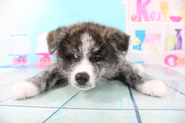 秋田犬の子犬 オス 福島店 ペットショップcoo Riku 秋田犬の子犬 オス 福島店 ペットショップcoo Riku