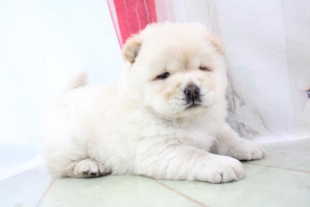 チャウチャウの子犬一覧 ペットショップcoo Riku