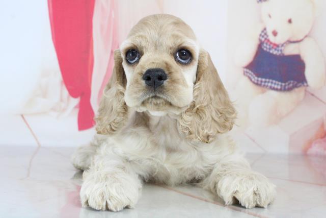 アメリカン コッカースパニエル ペットショップcoo Riku