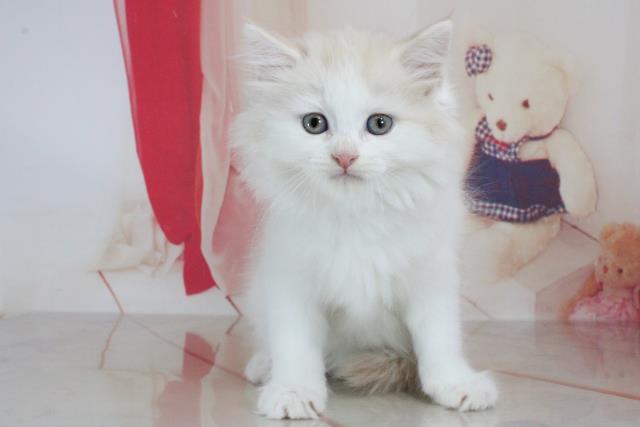 鳥取県のスコティッシュフォールド (Coo&RIKUラ・ムー鳥取東店/2021年7月21日生まれ/女の子/クリームタビーホワイトバン)の子猫