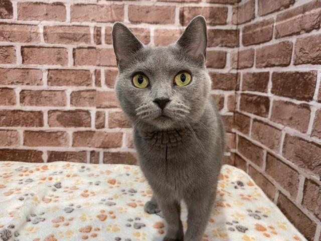 ペットショップCoo&RIKU シャルトリュー