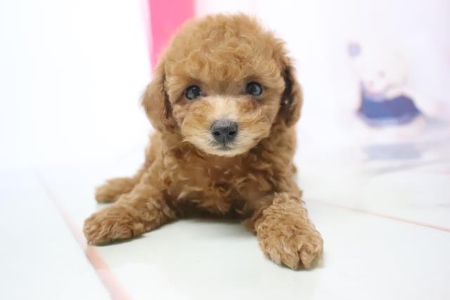 神戸三宮店のご案内 神戸市中央区三宮町 ペットショップcoo Riku