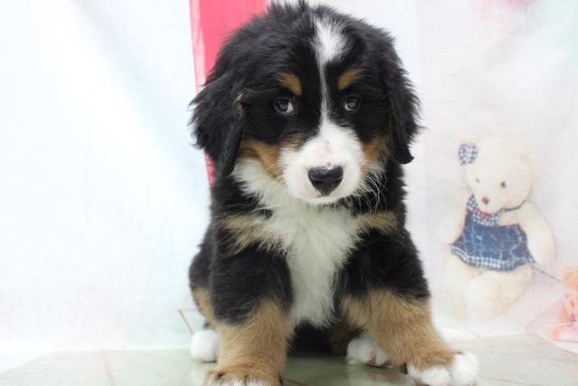 ペットショップcoo Riku バーニーズマウンテンドッグ