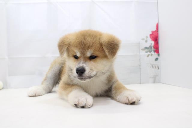 秋田犬の子犬 オス 苫小牧店 ペットショップcoo Riku