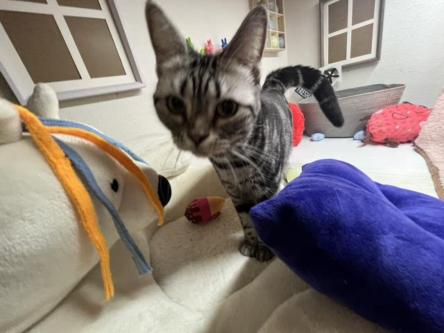 アメリカンショートヘアー