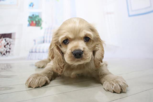 アメリカン コッカースパニエルの子犬 オス 高槻店 ペットショップcoo Riku
