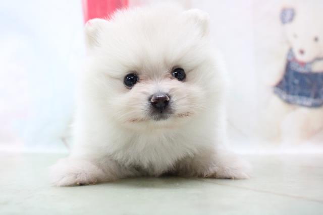 ポメラニアンの子犬 メス アニマルケアセンター大宮 ペットショップcoo Riku