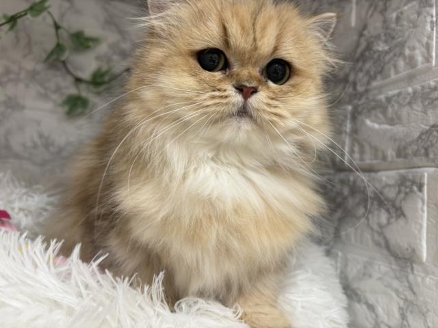 ペルシャ