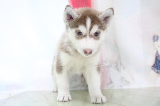 シベリアンハスキーの子犬一覧 ペットショップcoo Riku シベリアンハスキーの子犬一覧 ペットショップcoo Riku
