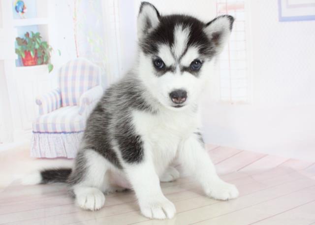 シベリアンハスキーの子犬一覧 ペットショップcoo Riku シベリアンハスキーの子犬一覧 ペットショップcoo Riku