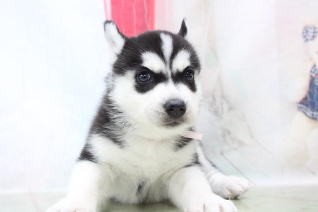 シベリアンハスキーの子犬一覧 ペットショップcoo Riku シベリアンハスキーの子犬一覧 ペットショップcoo Riku