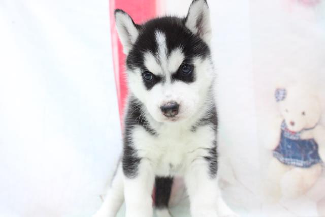 シベリアンハスキーの子犬一覧 ペットショップcoo Riku シベリアンハスキーの子犬一覧 ペットショップcoo Riku