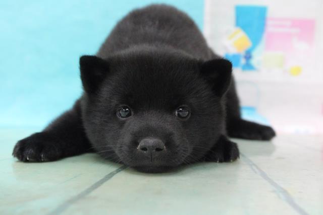 ペットショップcoo Riku 甲斐犬 ペットショップcoo Riku 甲斐犬