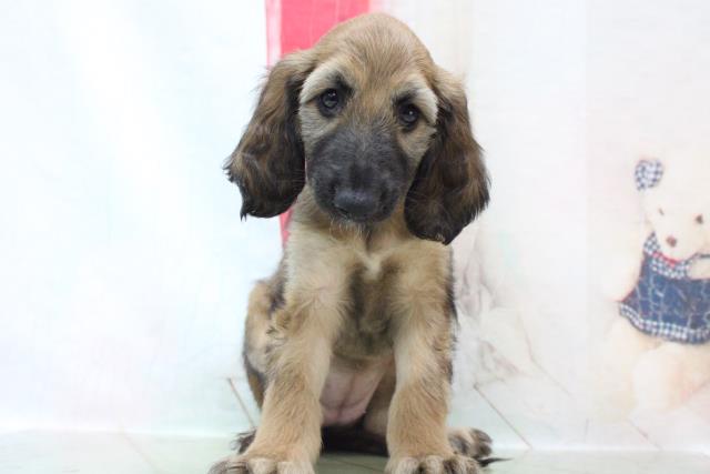 アフガンハウンドの子犬一覧 ペットショップcoo Riku