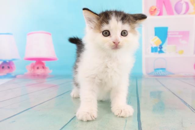 ラガマフィンの子猫 オス 赤坂店 ペットショップcoo Riku