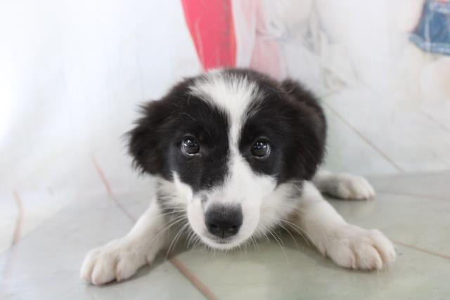 ボーダーコリー ペットショップcoo Riku