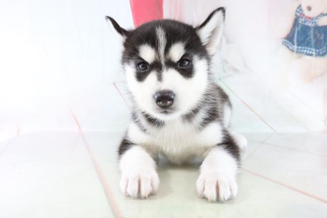 シベリアンハスキーの子犬一覧 ペットショップcoo Riku シベリアンハスキーの子犬一覧 ペットショップcoo Riku