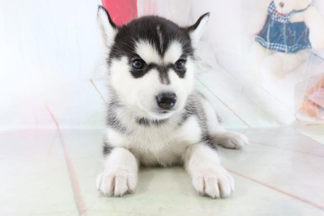シベリアンハスキーの子犬一覧 ペットショップcoo Riku