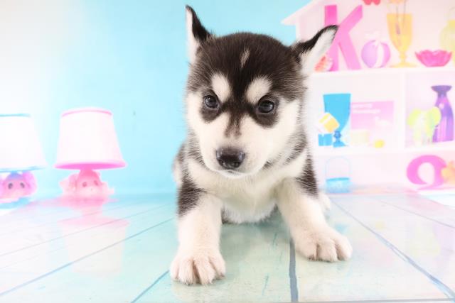 シベリアンハスキーの子犬一覧 ペットショップcoo Riku シベリアンハスキーの子犬一覧 ペットショップcoo Riku