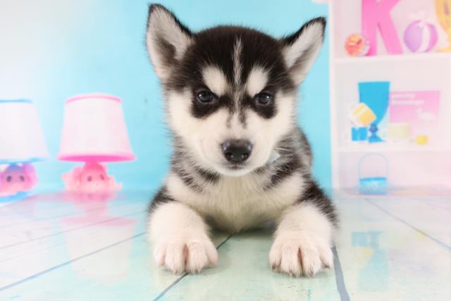 シベリアンハスキーの子犬一覧 ペットショップcoo Riku シベリアンハスキーの子犬一覧 ペットショップcoo Riku