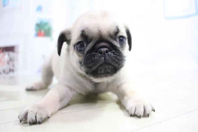 パグの子犬一覧 ペットショップcoo Riku
