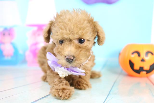 トイ プードルの子犬 オス 高松上福岡店 ペットショップcoo Riku