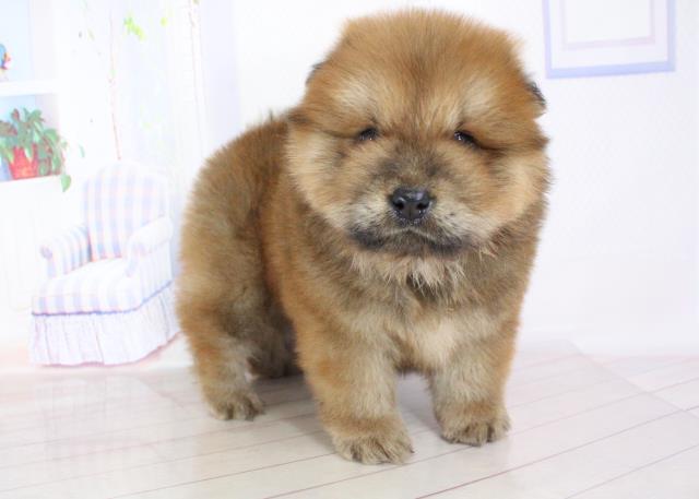 チャウチャウの子犬一覧 ペットショップcoo Riku