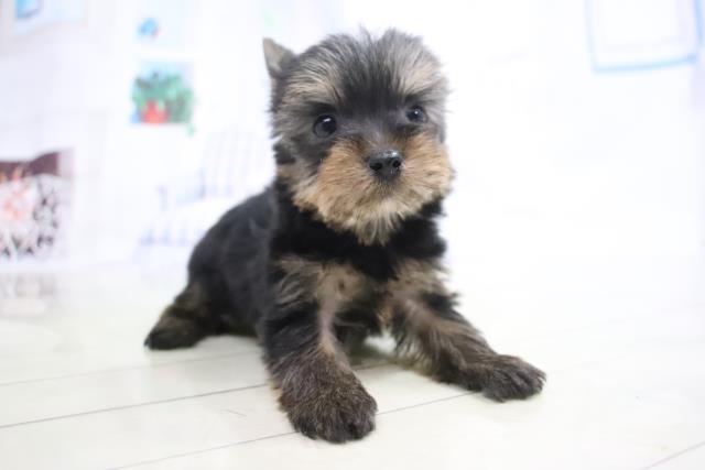 ヨークシャーテリアの子犬一覧 ペットショップcoo Riku